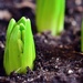 Green Shoots by mhei