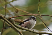 15th Mar 2015 - LONG TAILED TIT