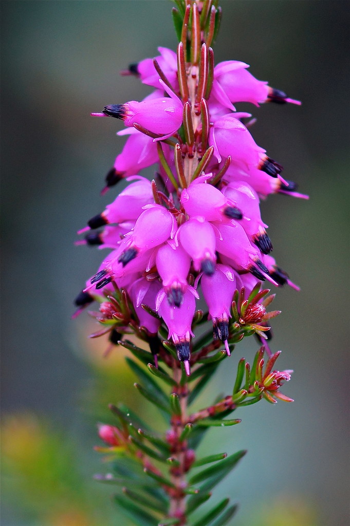 SPRING HEATHER by markp
