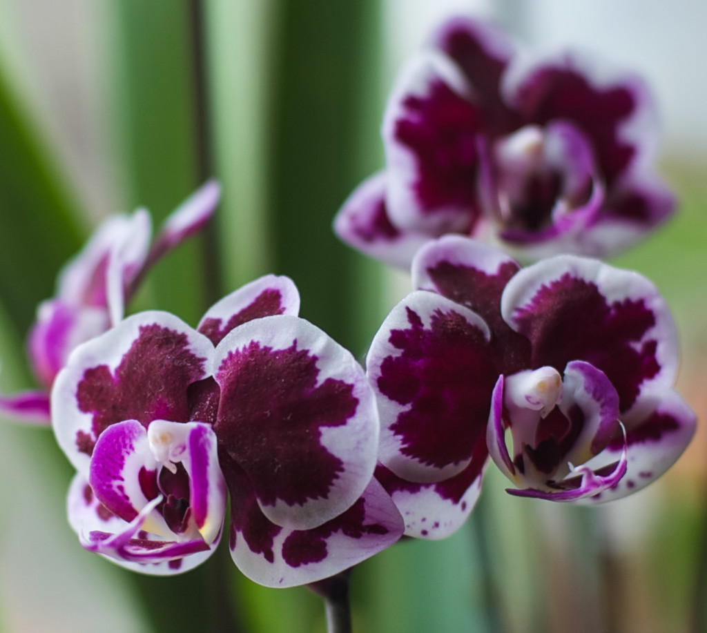 Purple orchids by loweygrace