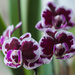 Purple orchids by loweygrace