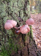 5th Nov 2010 - Little  treasures of the forest