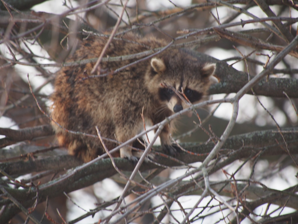 Raccoon by selkie