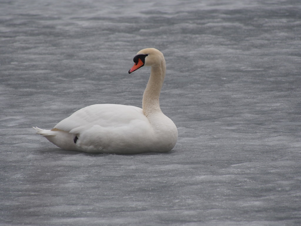 Resting Swan by selkie