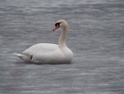 16th Mar 2015 - Resting Swan