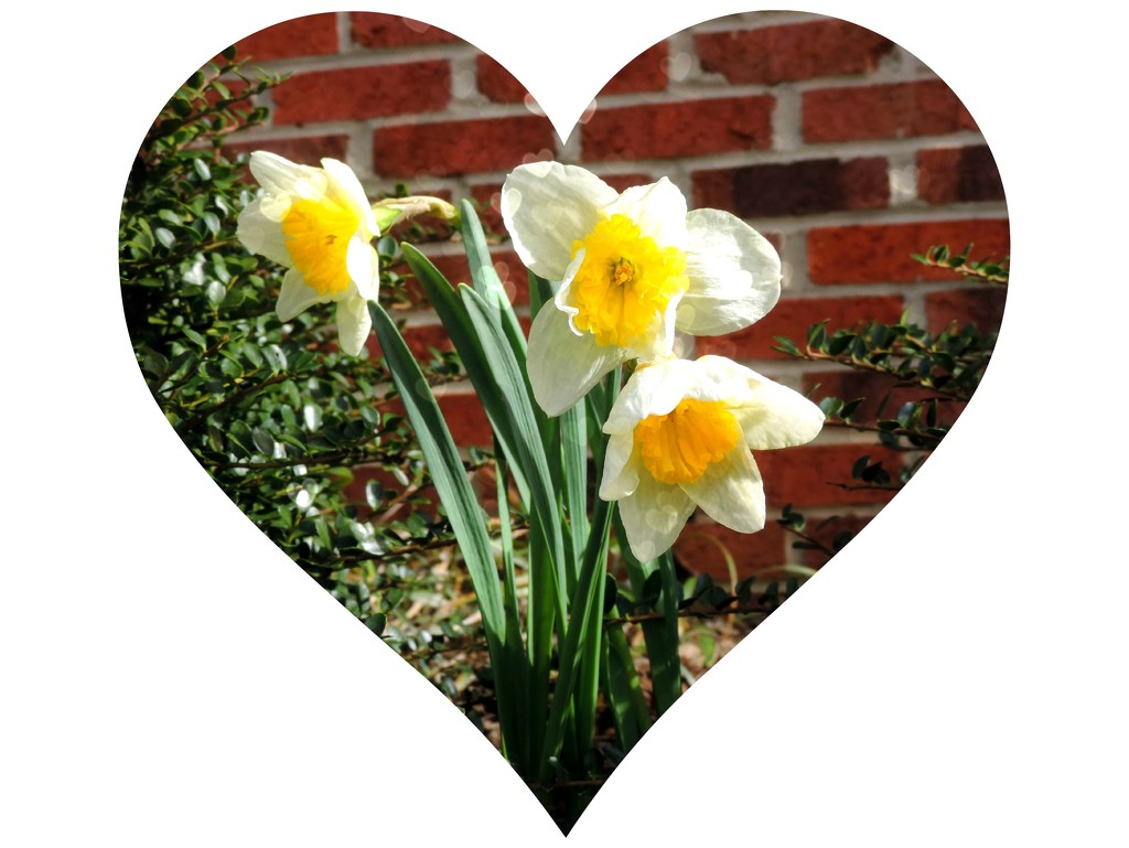 I love daffodils! by homeschoolmom