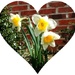 I love daffodils! by homeschoolmom