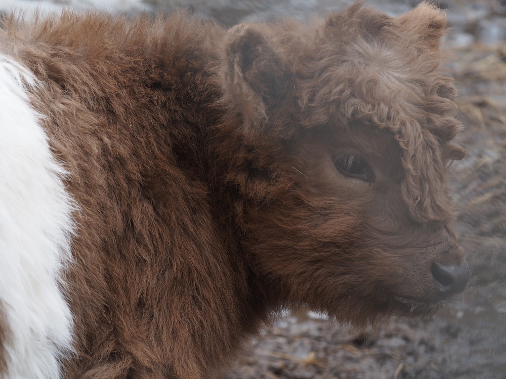 Heiland Coo (Highland Cow) Calf by selkie
