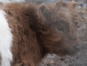 16th Mar 2015 - Heiland Coo (Highland Cow) Calf