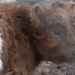 Heiland Coo (Highland Cow) Calf by selkie
