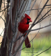 15th Mar 2015 - Male Cardinal