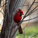 Male Cardinal by grannysue