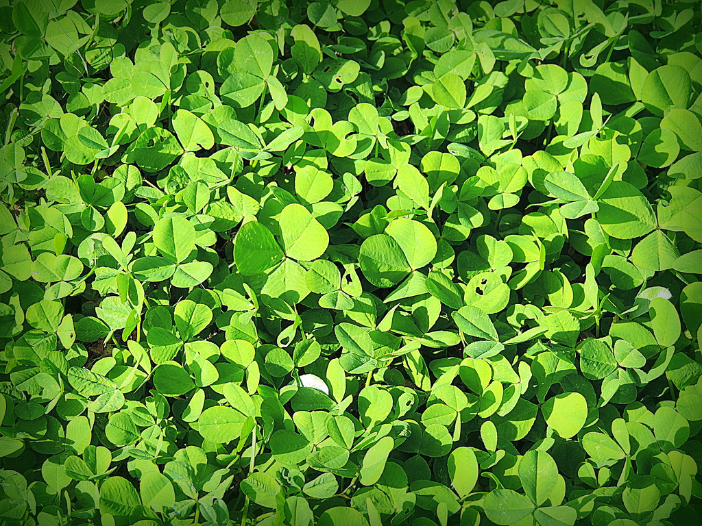 Do you see any lucky 4-leaf clover? by homeschoolmom