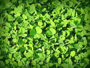 17th Mar 2015 - Do you see any lucky 4-leaf clover?