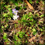 12th Mar 2015 - Little purple flowers