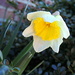 Shy daffodil! by homeschoolmom