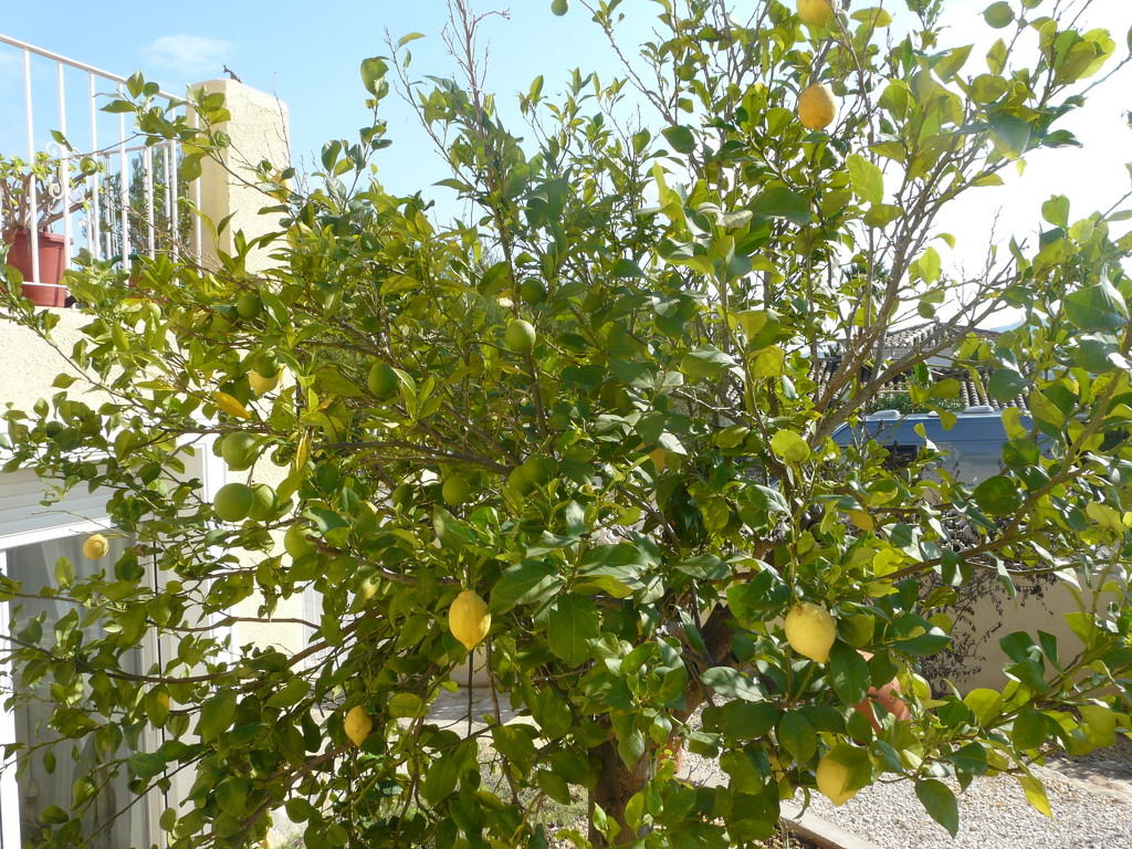 Orange and Lemon tree by kyfto
