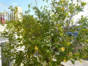 30th Sep 2009 - Orange and Lemon tree
