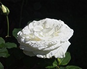 16th Mar 2015 - White Rose