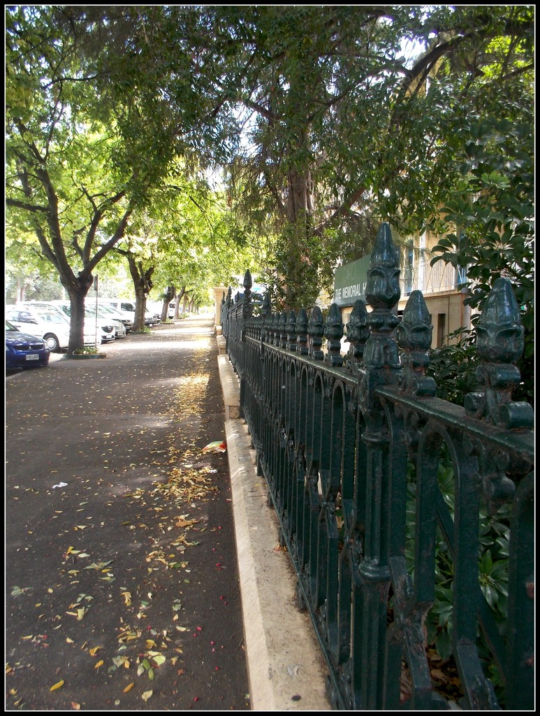 a leafy North Adelaide street by cruiser