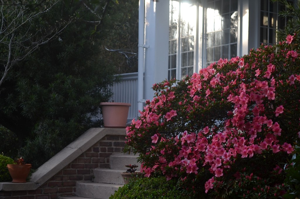 The first azaleas, Historic District, Charleston,SC, Spring 2015 by congaree