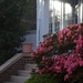 The first azaleas, Historic District, Charleston,SC, Spring 2015 by congaree