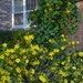 Carolina jasmine, State flower of South Carolina by congaree