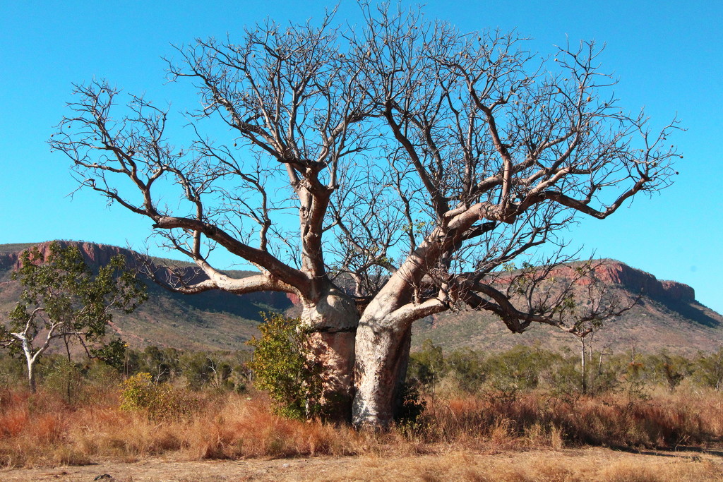 Day 9 - Boab Tree by terryliv