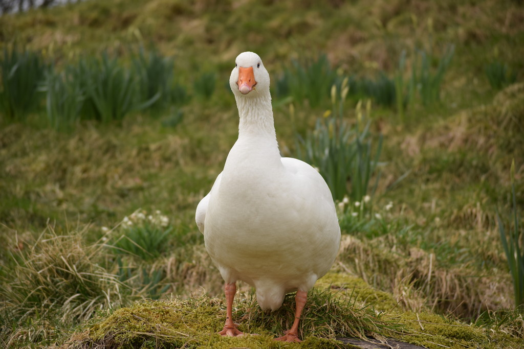 goose 3 by christophercox
