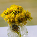 Bouquet of coltsfoot by elisasaeter
