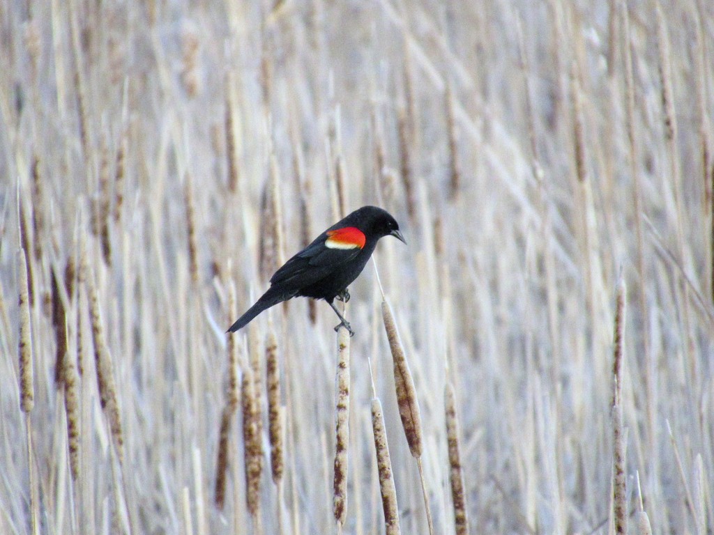 Red Winged Black Bird by randy23