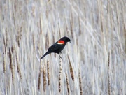 4th Mar 2015 - Red Winged Black Bird