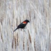 Red Winged Black Bird by randy23