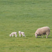 Sheep by philhendry