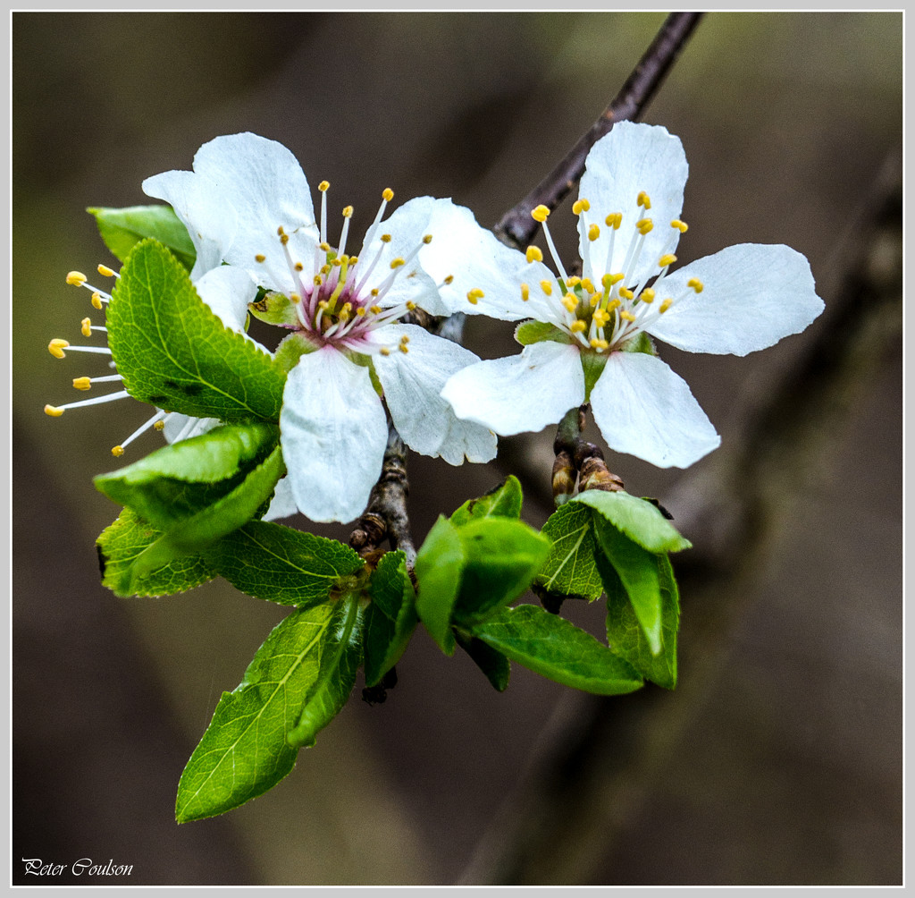 Wild Cherry by pcoulson