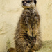 Meerkat by nicoleterheide