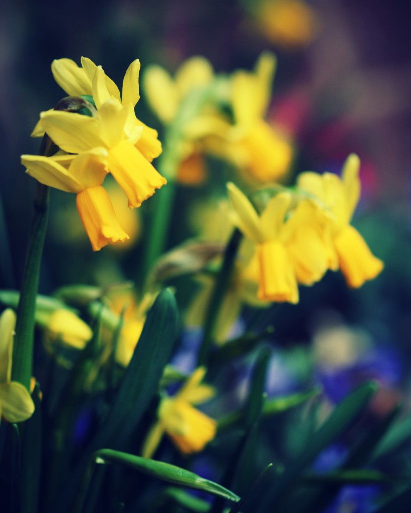 In my window box by judithg