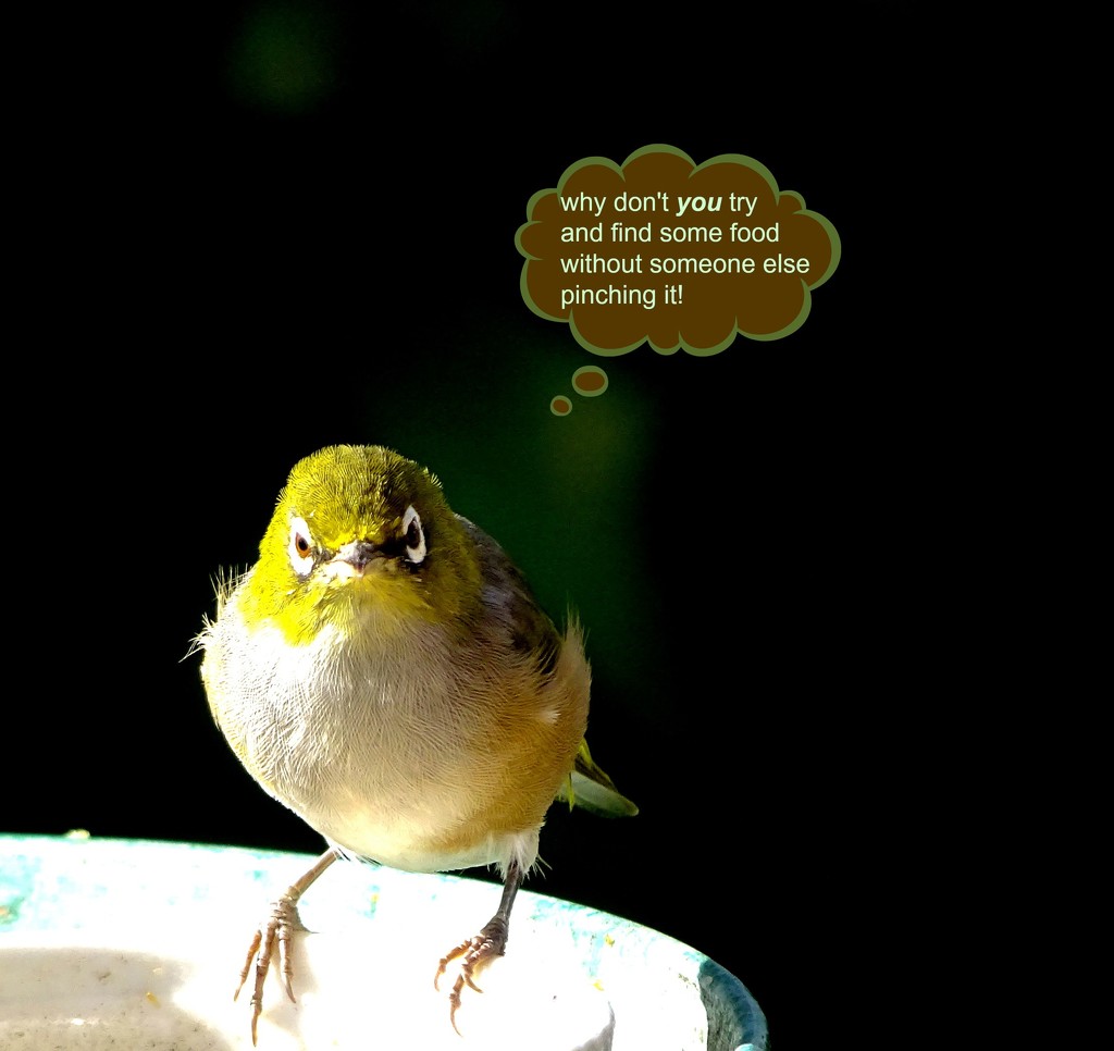 Bird sense... by maggiemae