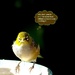Bird sense... by maggiemae