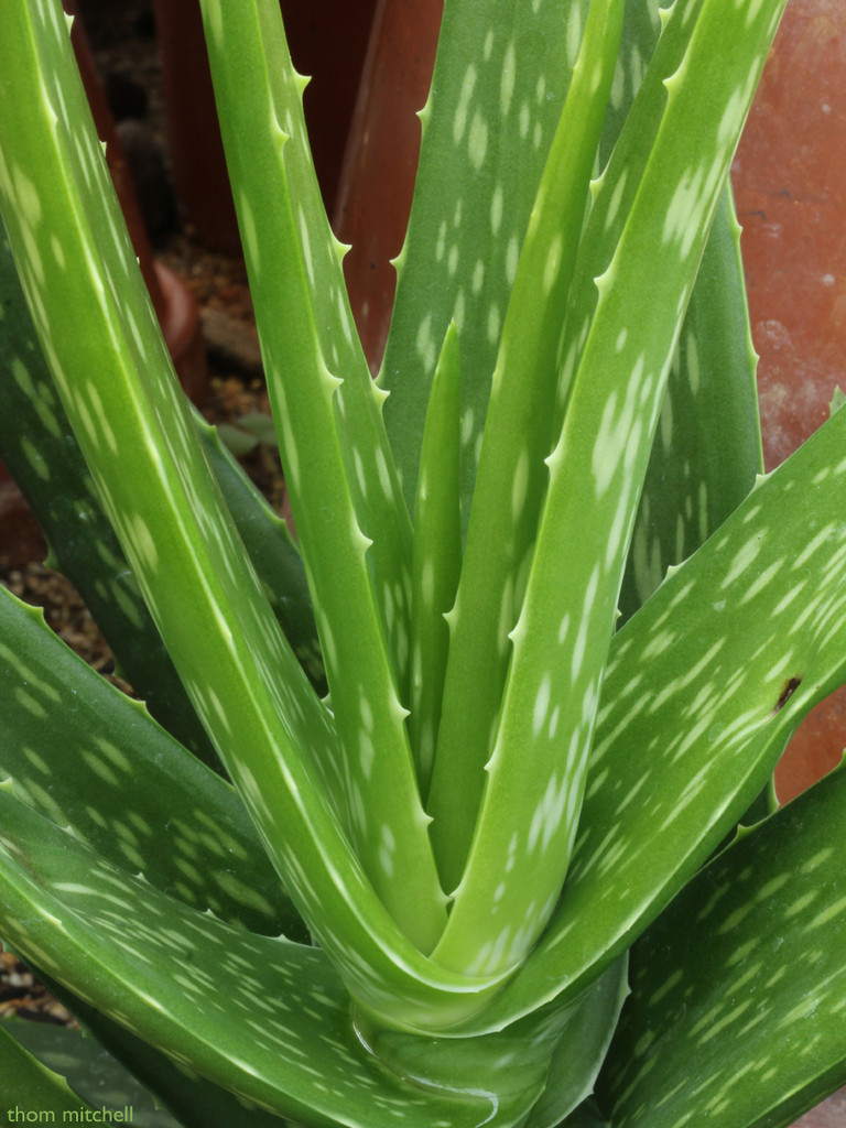 Aloe vera (leaves) by rhoing