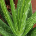 Aloe vera (leaves) by rhoing