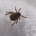 Pacific Coast Tick, Dermacentor occidentalis by robv