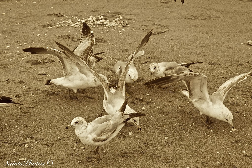 Gulls by stcyr1up