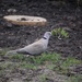 17 March 2015 Ring Collared Dove, a new visitor to my garden. by lavenderhouse
