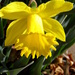 Spring is Sprung! by daisymiller