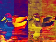 22nd Oct 2011 - Colourful Ducks