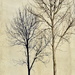 Tree Shadow by stephomy