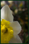 17th Mar 2015 - Daffodil 