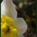 Daffodil  by randystreat