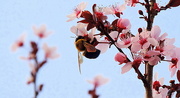 18th Mar 2015 - Bumble Blooms!